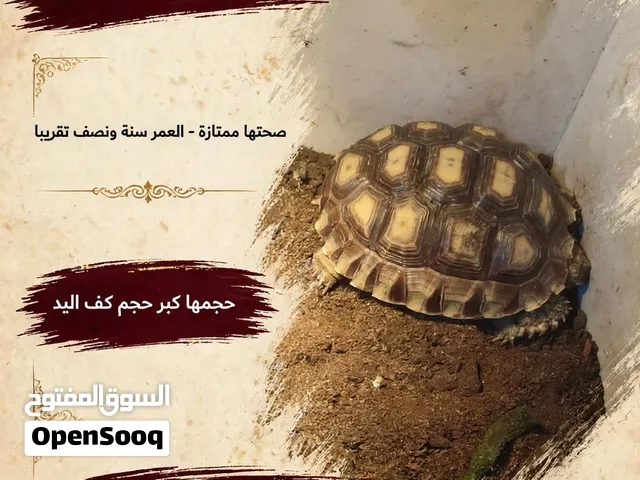 سلحفاة سولكاتا للبيع
