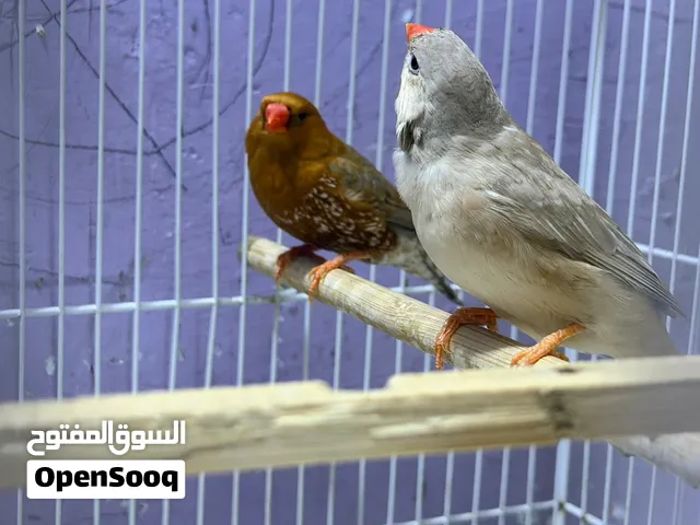 السلام عليكم زوج فناجس فول اورج سوبر جابو ونثيه الماني