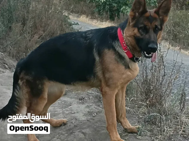 اذا اكو جلب التبني راسلني وتساب