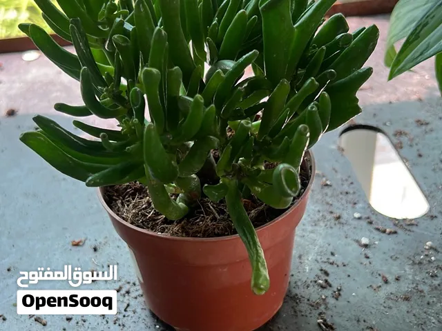 Crassulla Ovata “Hobbit”-Indoor Plant For Sale