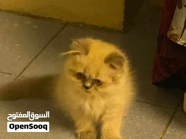 Himalayan pets for sale