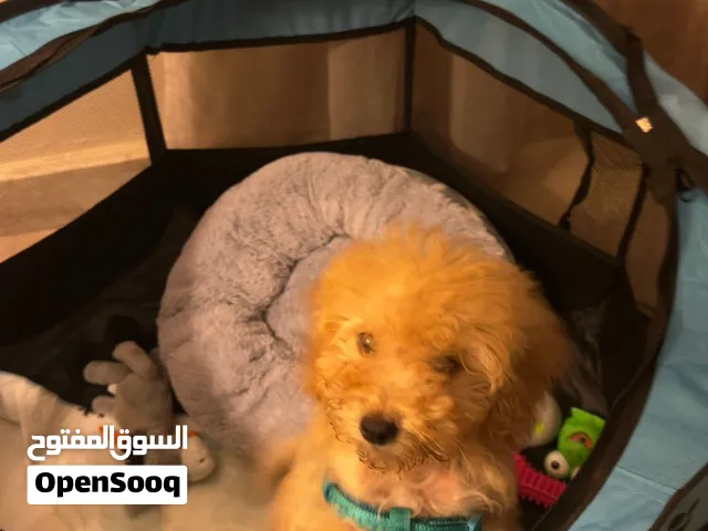 Golden maltipoo