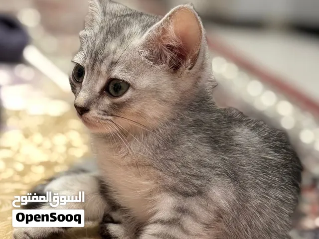سكوتش-ايراني ب77 ريال مع هدية جميلة للمشتري