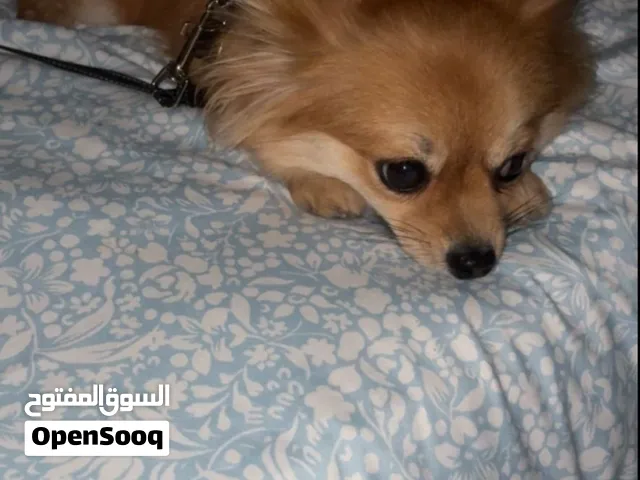 كلب للبيع متعلم ع الحمام ونظيف جدا