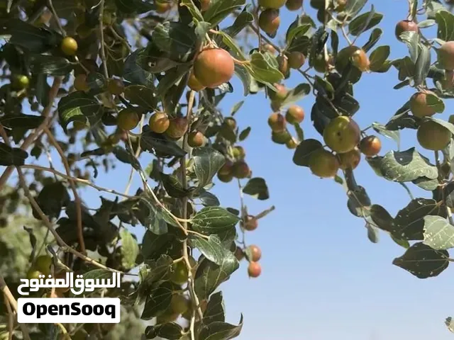 بذور سدر بلدي جمله نظيف جاهز لزراعه
