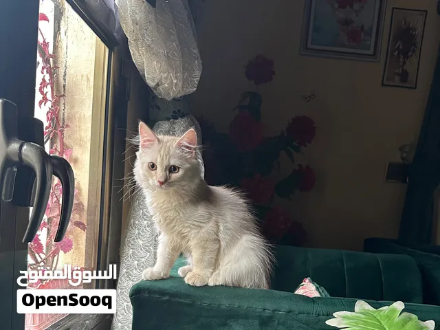 قط شيرازي للبيع