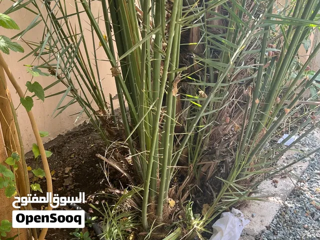 فسائل خلاص 5 حبة