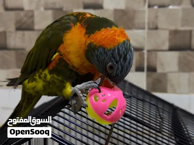 ببغاء لوري رينبو زيتوني