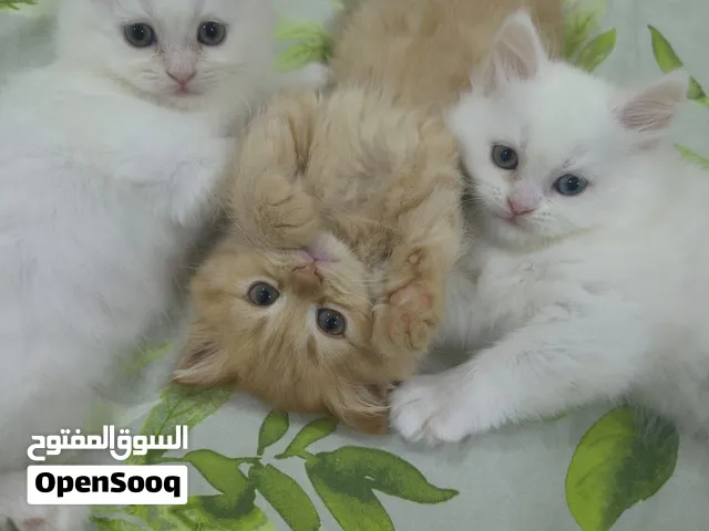 Three Beautiful  Female Kittens