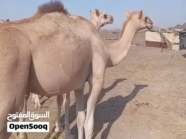 جعدان للبيع مطلوب 470 ريال عمر سنتين