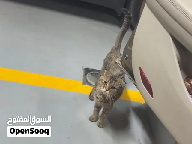 قط سكوتش فولد ذكر للتبني