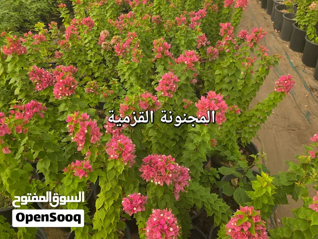 مشتل أبوخالد الوفرة