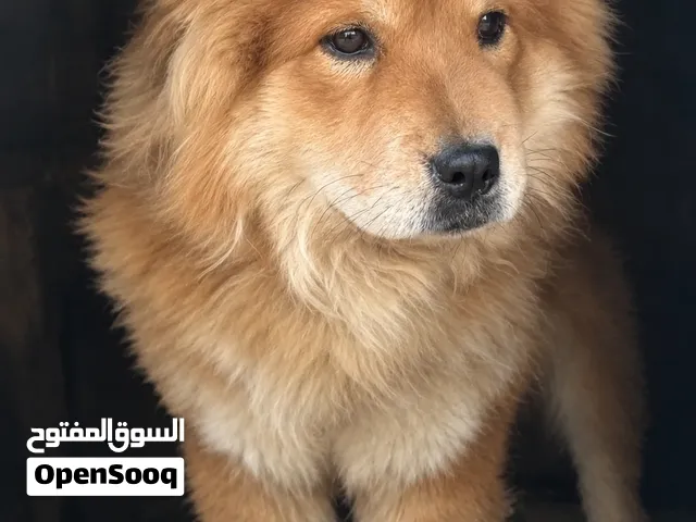 تشاو تشاو للبيع  العمر: سنتين ونصف  لعوب ونشيط وودود فرو كثيف وشكل مميز  الموقع: العقبة