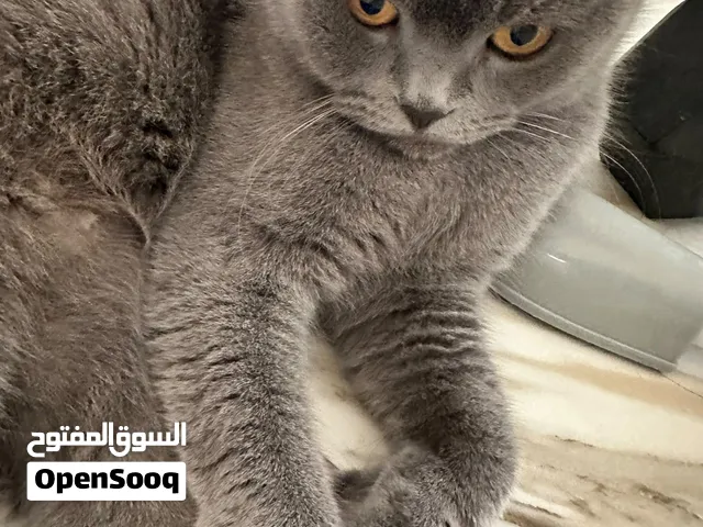 سكوتش فولد بيور للتبني
