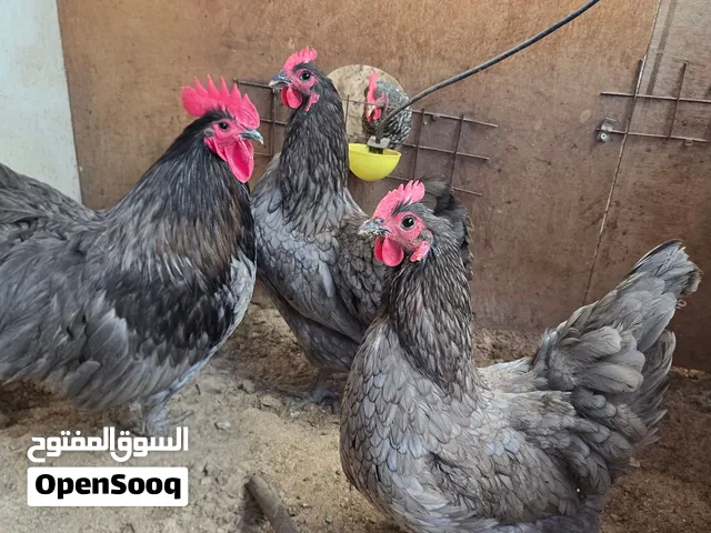 دجاج نادر للبيع