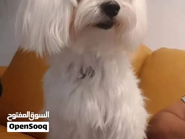 كلاب مالتيز حجم صغير ما بكبر
