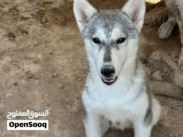 هاسكي بيور
