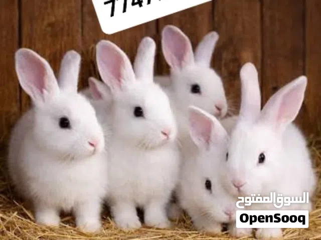 ارانب اليفات للبيع كبار صغار  ويوجد حيوانات غيرها بط حمام هامستر  عصافير وغيرها