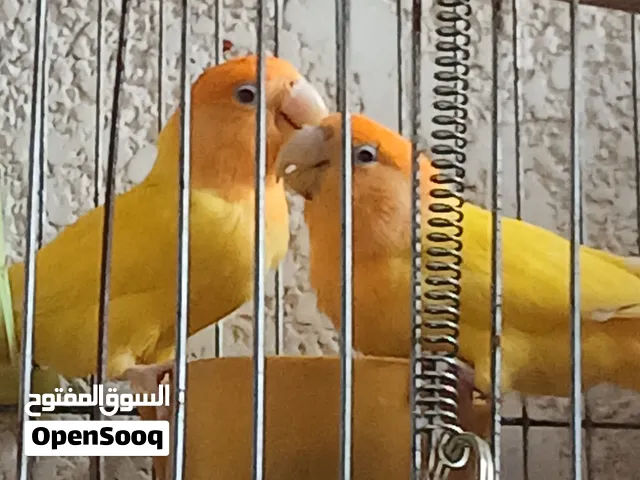 قص روز اوبلين اورنج شغال