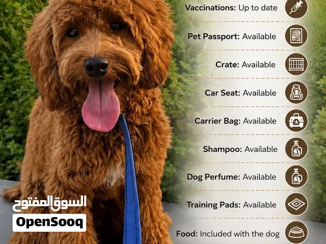 Toy Poodle- male -10month - friendly