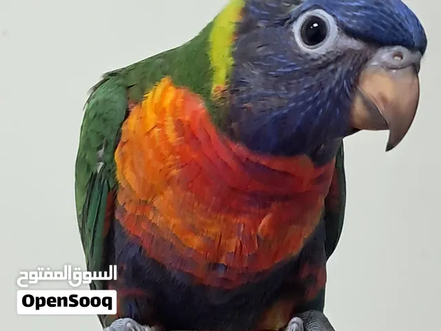 Rainbow lory fully hand tamed