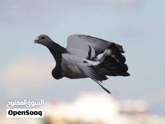 جوز حمام خنيسي منتج