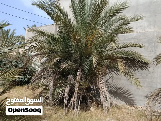 10نخلات برونسي للبيع
