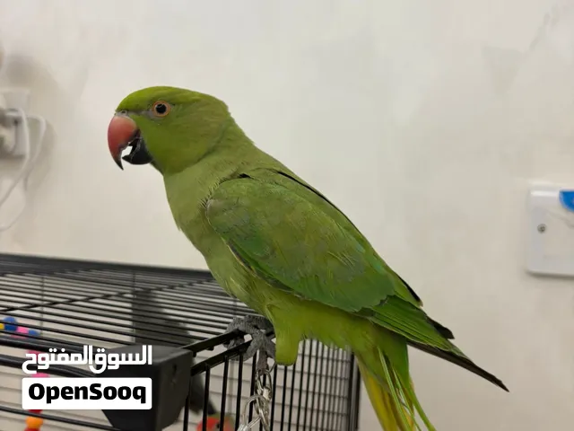 ذره هندي انثه