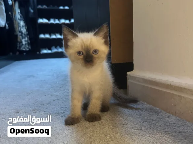Cute Siamese playful kitten