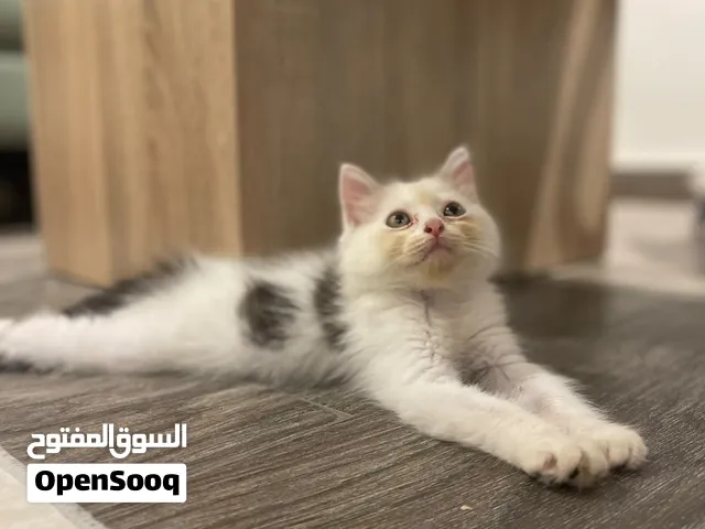 2 Persian himalayan kittens قطتين شرازي هملايا