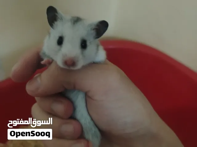 هامستر أليف ذكر وانثى للبيع 6 دنانير.