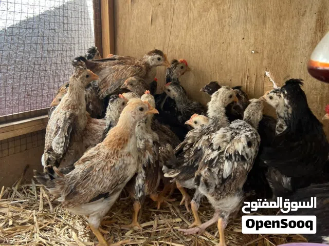 فروخ دجاج عربي ترثه وفروخ رومي