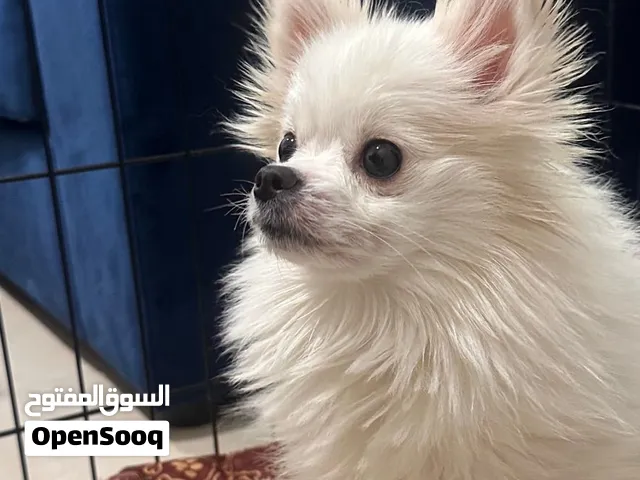 بيع مومرنيان
