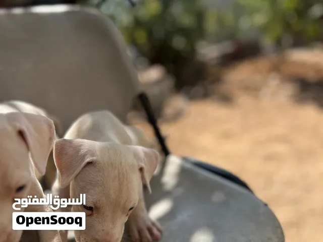 جراو ذكر وانثى دوجو ارجنتينو انثى بيتبول ترير للبيع