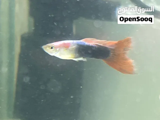 Guppy Fish – Different Varieties Available  أسماك الجوبي – أنواع مختلفة متوفرة