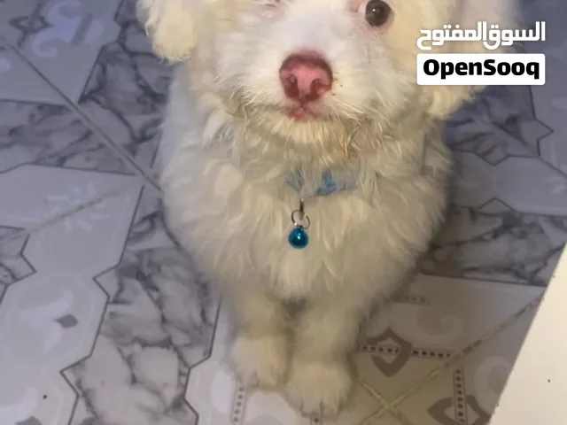 كلب للولو جريفون
