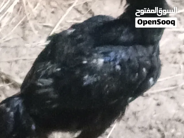 ديوك با كستاني بدايه شغل