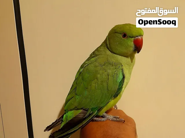 للبيع متوه اليفه ولعوبه