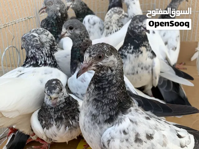 حمام باكستاني العدد 16 ازواج و فرديات