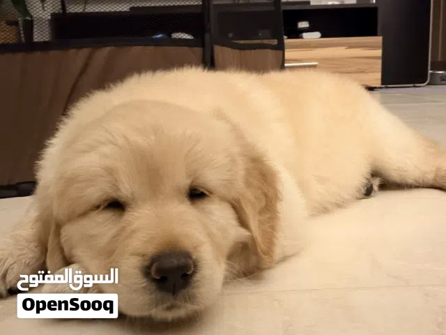 Golden Retriver Puppy 2.5 Months old vaccinated
