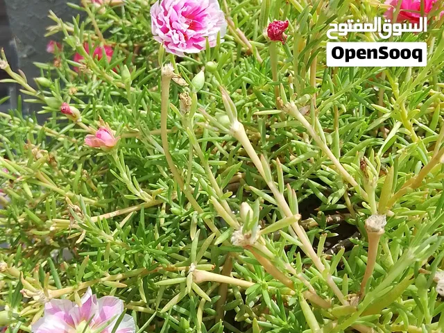 شتلات ورد صباح خير