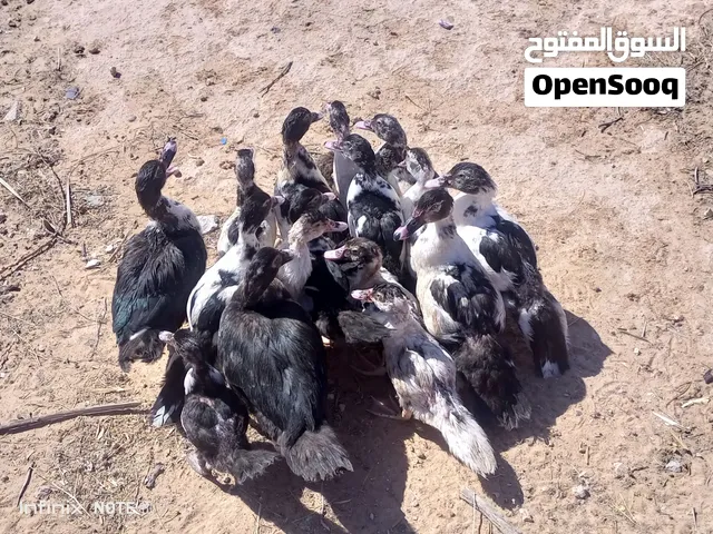 بوجد 15طرف بط اصغير الطرف بي 15 عمرهم فيه الي اكبار او اصغار ربي إيبارك انضاف مايشكو من شي