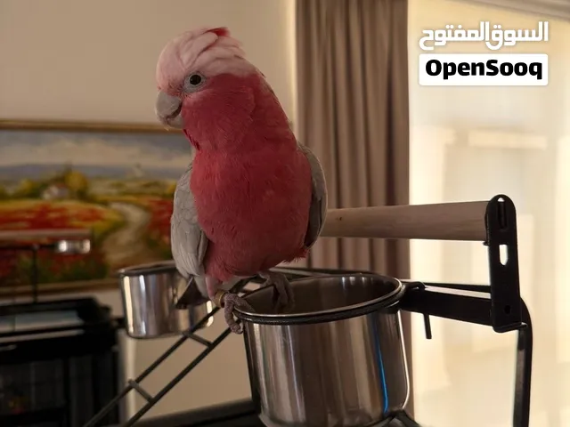 كاسكو اليف العمر 7 شهور و قالا العمر سنه أليف ولعوبين