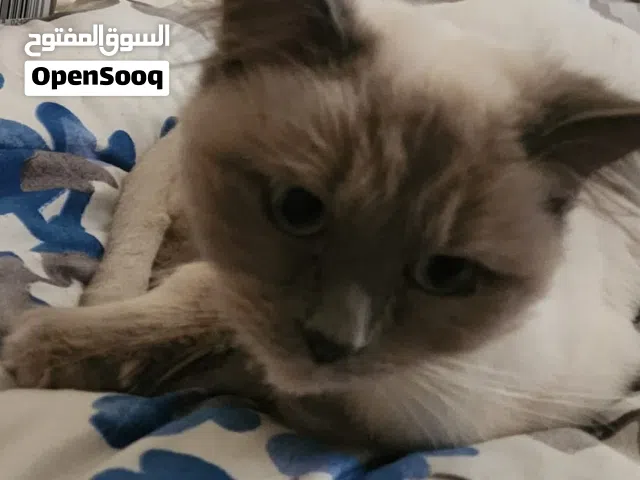 قط ذكر لطيف لعوب للتبني