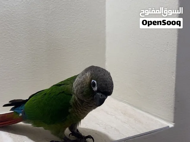 قرين شيك كنيور4 شهور اليف بس فيه خوف شوي الطير هدد داخلي