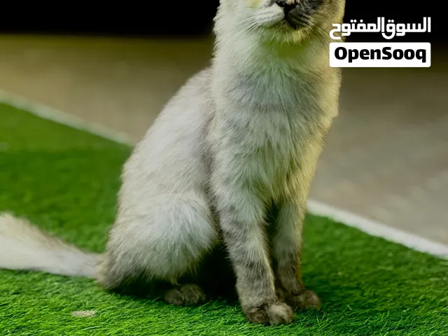 قط شيرازي رمادي