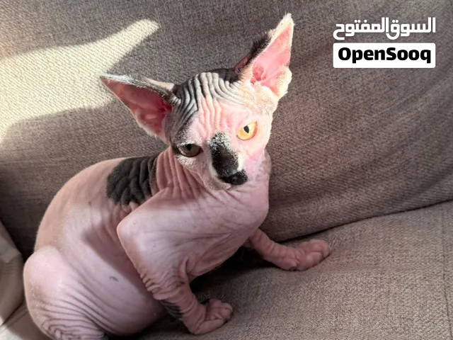 Pure Canadian sphynx