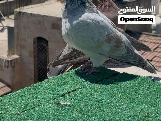 جوز شغال ذبابنه