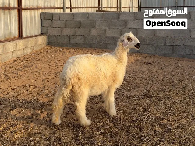 حمله رمليه بيورر