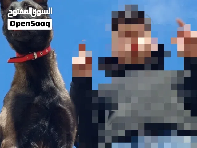مالينو للبيع